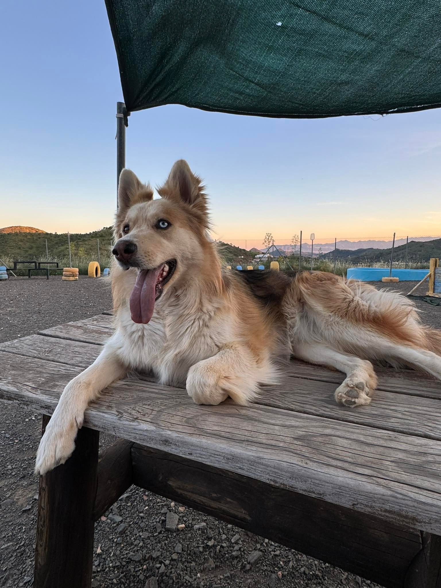 A dog at DIRRT in Spain