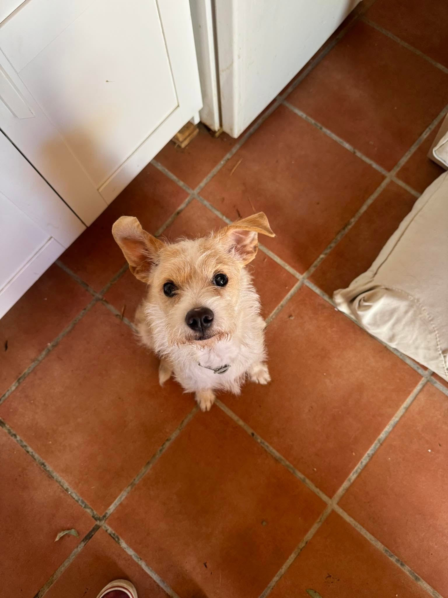 A terrier photographed by DIRRT