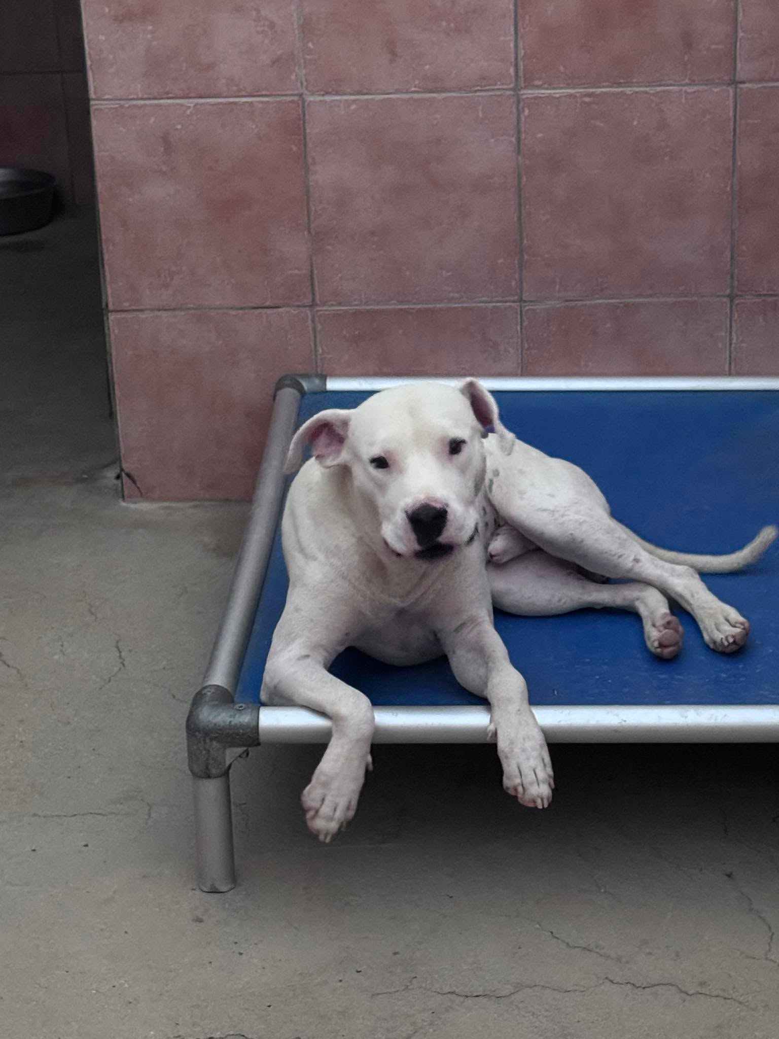 A dog photographed by DIRRT